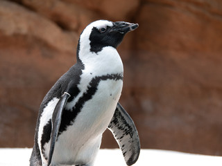 Cute animals at the zoo