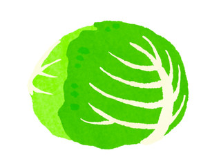 キャベツ　cabbage