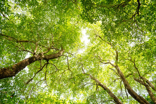 Fototapeta Looking up in a green tree forest at sunny summer day