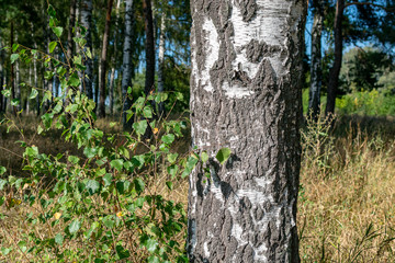  White birch trunk on a forest background on a sunny clear day