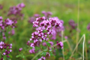 Obraz premium flower oregano