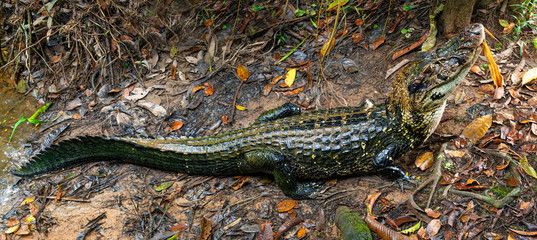 Panorama of a black caiman (Melanosuchus niger) along the shore of the Napo river in the Amazon River Rainforest Basin of Ecuador inside the Yasuni National Park, South America.