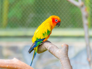 A beautiful parrot in a wildlife park.