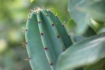 CACTUS