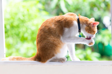 addition, adorable, animal, background, backyard, beautiful, breed, cat, color, companion, curious, cute, domestic, duration, feline, fluffy, friend, funny, fur, hair, home, house, indoors, kitten, ki