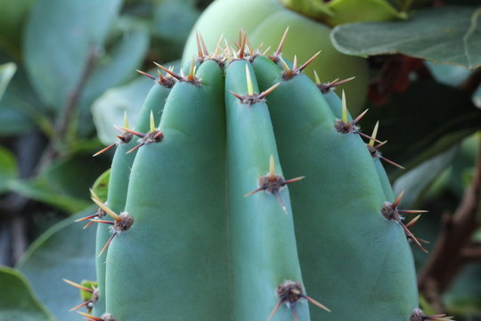 Fototapeta CACTUS