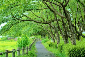 風景　緑　小道　桜の木　田舎　杤木