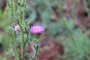 purple flower