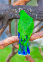 A beautiful parrot in a wildlife park.