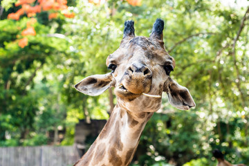 Giraffe. Making a funny face as he chews. The concept of animals in the zoo. 