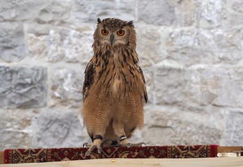 Domestic eagle owl on stone wall background