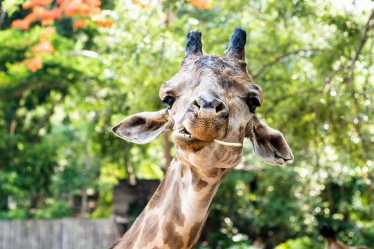 Giraffe. Making a funny face as he chews. The concept of animals in the zoo. 
