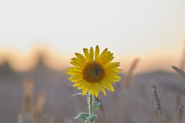 Bumblebee sitting on a lonely sunflower at sunset