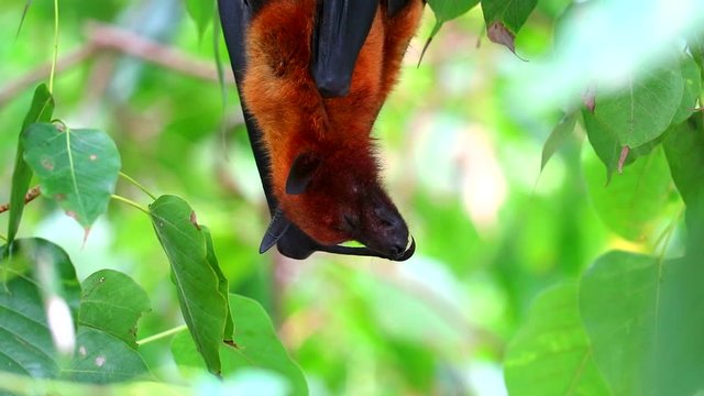Lyle's flying fox sticking on tree branches Hanging his head down to sleeping
