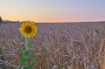 Sunflower alone in a field of rye at sunset. Stand out from the crowd