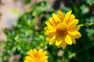 Black eyed susan- rudbeckia flowers