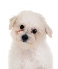 Bichon Frise in studio