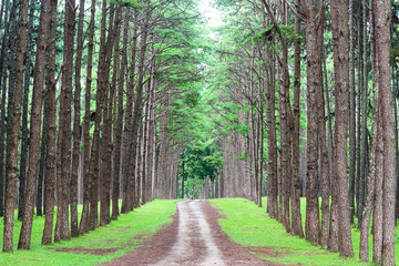 road in the forest