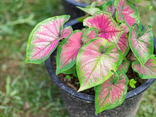 Caladium bicolor or Queen of the leafy plants