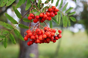 Red, juicy berries on the branches of Sorbus aucuparia on a sunny summer day