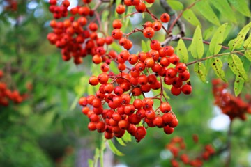 Red, juicy berries on the branches of Sorbus aucuparia on a sunny summer day
