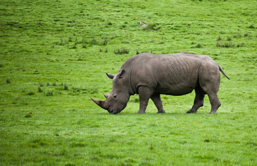 Fototapeta premium white rhinoceros in the wild