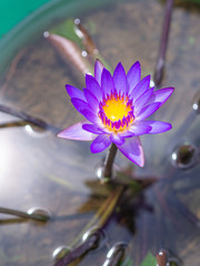 One purple lotus flower are blooming in the potted