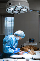 A vet surgeon brushes his dog's teeth under anesthesia on the operating table. Sanitation of the...