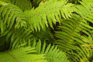 green fern leaves