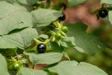 Schwarze Tollkirsche (Atropa belladonna)