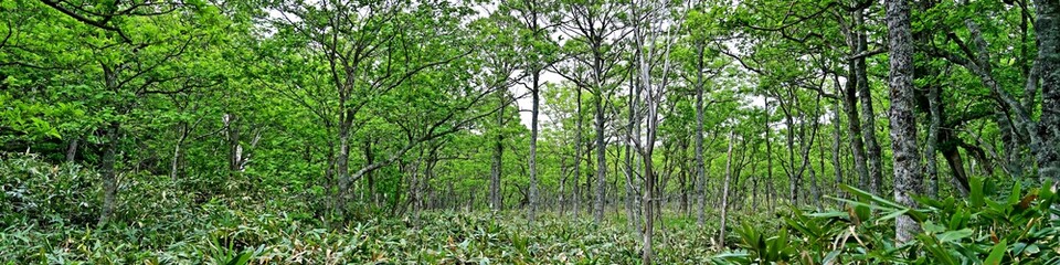 遊歩道から見た知床五湖の情景＠北海道
