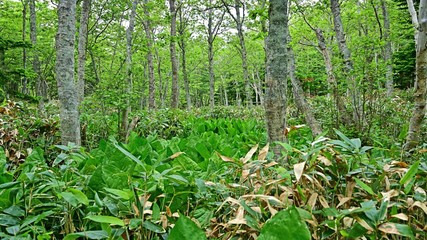 遊歩道から見た知床五湖の情景＠北海道