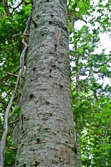 ヒグマの爪痕が残る広葉樹の大木＠知床五湖、北海道