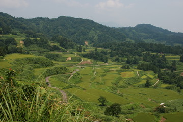 Japanese terraced paddy field