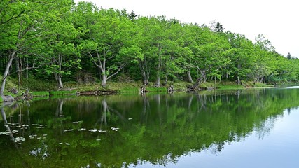 Fototapeta na wymiar 遊歩道から見た知床五湖の情景＠北海道