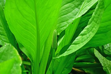 知床五湖遊歩道で見た大きなミズバショウ＠北海道