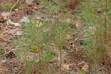young trees in the forest