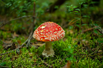 Mushroom fly agaric in pine forests.Poisonous mushroom.
