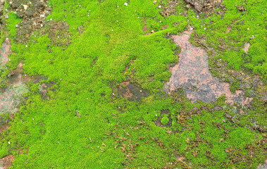 Green moss texture