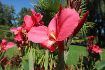 Blume/Blumen im Garten