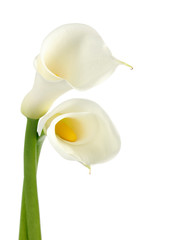 Calla lilies isolated on white background