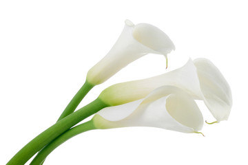Calla lilies isolated on white background