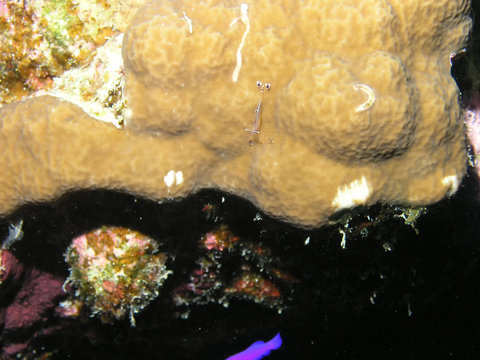 Bruun's Cleaning Partner Shrimp (Urocaridella antonbruunii)