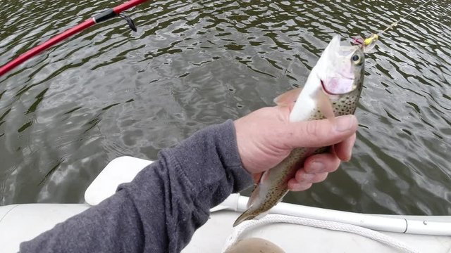 Removing lure from a small rainbow trout