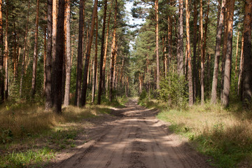 road in the forest