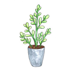 Home plant in a pot. Watercolor illustration. Isolated objects. Green, brown.