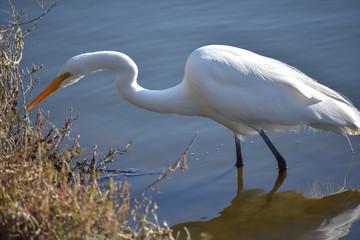 Great Egret bird fishing along the shore of a pond.