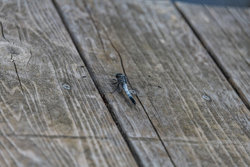木場潟公園のシオカラトンボ