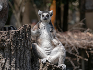 Cute ring-tailed lemurs relaxing in the forest
