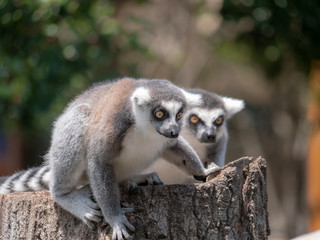 Cute ring-tailed lemurs relaxing in the forest